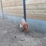 Marans kip 30€, Dieren en Toebehoren