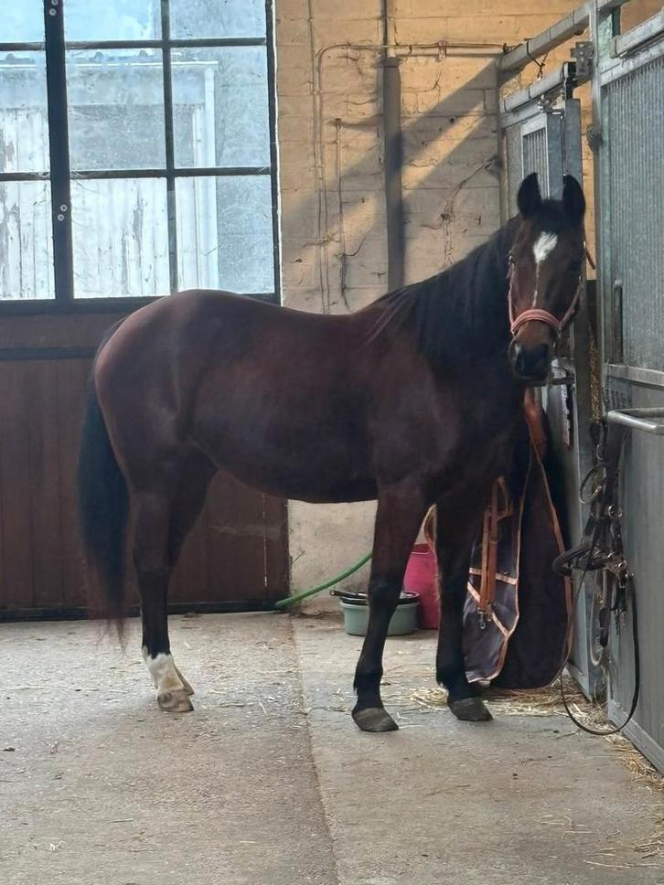 Quarter merrie - Kidsproof! Leermeester!, Dieren en Toebehoren, Paarden, Merrie, Niet van toepassing, Minder dan 160 cm, Recreatiepaard