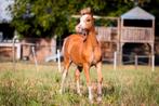 Mooi Welsh A merrieveulen, Dieren en Toebehoren, Merrie, Gechipt, 0 tot 2 jaar