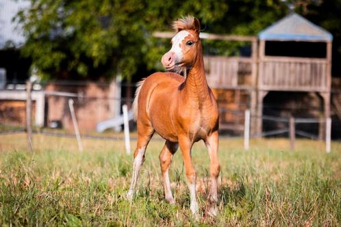 Mooi Welsh A merrieveulen, Dieren en Toebehoren, Pony's, Merrie, 0 tot 2 jaar, Met stamboom, Gechipt
