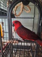 Handtamme Edelpapegaai, Dieren en Toebehoren, Vogels | Parkieten en Papegaaien, Vrouwelijk, Papegaai, Pratend