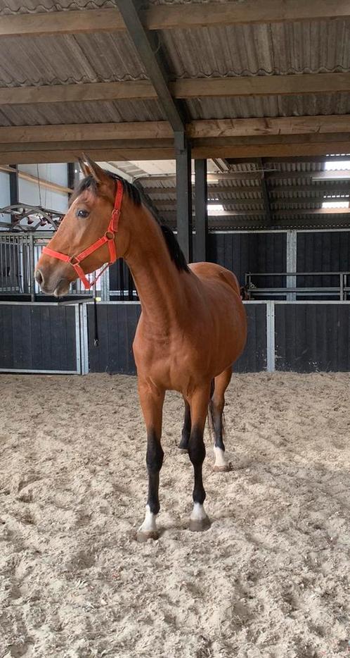 Corrigez les jeunes sauteurs, Animaux & Accessoires, Chevaux, Jument, Non dressé, 165 à 170 cm, 3 à 6 ans, Cheval de saut, Avec pedigree