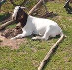 Boergeit ooi gezocht, Dieren en Toebehoren, Schapen, Geiten en Varkens
