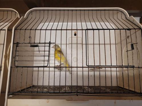 Tarin magellan, Dieren en Toebehoren, Vogels | Hokken en Kooien, Zo goed als nieuw, Ophalen of Verzenden