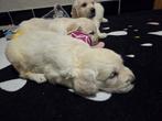 Mooie Golden Retriever-pups zijn op oek naar een gouden mand, Golden retriever, België, Fokker | Hobbymatig, 8 tot 15 weken