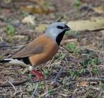 Mooi koppeltje gordelgrasvinken, Dieren en Toebehoren, Vogels | Overige Vogels, Meerdere dieren, Tropenvogel, Geringd