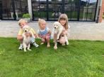 Goldador pups ouders beiden aanwezig, Golden retriever, België, Reu, CDV (hondenziekte)