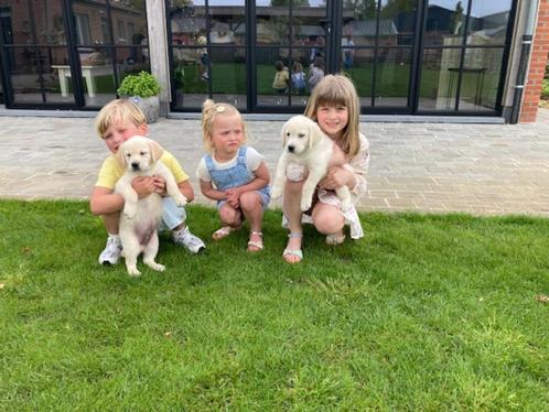 Goldador pups ouders beiden aanwezig, Dieren en Toebehoren, Honden | Retrievers, Spaniëls en Waterhonden, Reu, Golden retriever