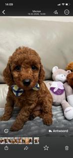 Puppy’s te koop kleine Dwergpoedel Donker Abrikoos, Dieren en Toebehoren, Poedel, België, Fokker | Hobbymatig, 8 tot 15 weken