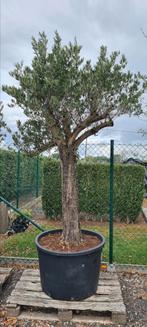 Olijfboom Olea Europaea, Ophalen, Olijfboom