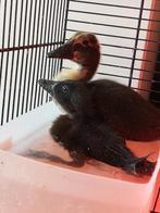 2 jonge cayuga eendjes mogen verhuizen  zeer zeldzaam!, Dieren en Toebehoren