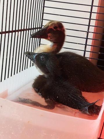 2 jonge cayuga eendjes mogen verhuizen  zeer zeldzaam! beschikbaar voor biedingen