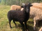 Ouessant schaap - ram - zwart - 5 maand, Dieren en Toebehoren, Schapen, Geiten en Varkens, Mannelijk, Schaap, 0 tot 2 jaar