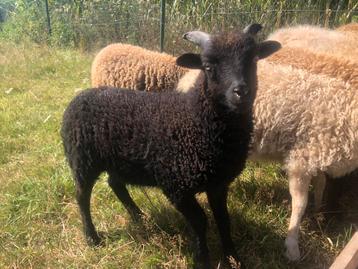 Ouessant schaap - ram - zwart - 5 maand, Mâle, Mouton, 0 à 2 ans