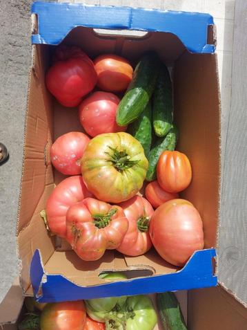 tomaten, komkommers, courgettes beschikbaar voor biedingen