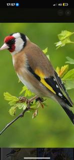 Chardonneret mal bagué tres bon chanteur MP, Animaux & Accessoires, Enlèvement ou Envoi