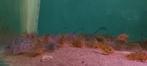 Zomerkorting Corydoras!, Vis, Zoetwatervis, Schoolvis