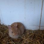 Kleurdwerg  (7 wk), Dieren en Toebehoren, Mannelijk, Dwerg, 0 tot 2 jaar