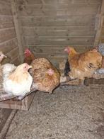 Cochin kriel hennetjes en hanen, Dieren en Toebehoren, Pluimvee