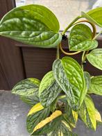 Monstera sp Peru variegata, Huis en Inrichting, Kamerplanten, Ophalen of Verzenden