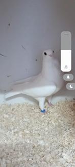 Figurita duif, Dieren en Toebehoren, Vogels | Duiven, Vrouwelijk, Overige soorten