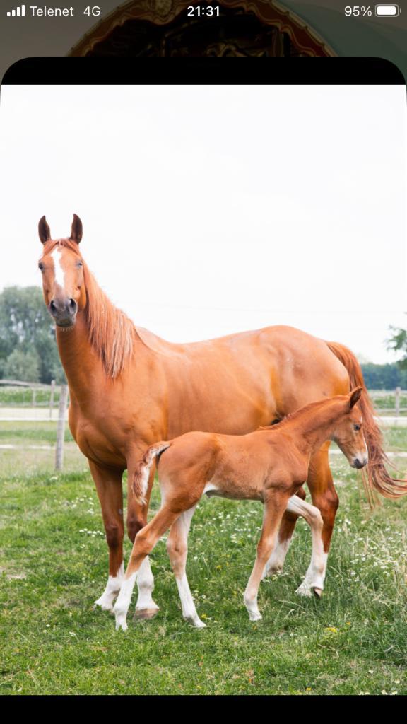 Springmerrie met toppapier, Dieren en Toebehoren, Paarden, Merrie, Zadelmak, 160 tot 165 cm, 7 tot 10 jaar, Springpaard, Met stamboom