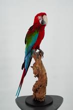 Opgezette vogels: papegaai, parkiet, etc - Wildernis Atelier, Ophalen of Verzenden, Nieuw, Vogel, Opgezet dier
