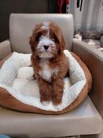 Cavapoo reutje, België, Reu, CDV (hondenziekte), 8 tot 15 weken