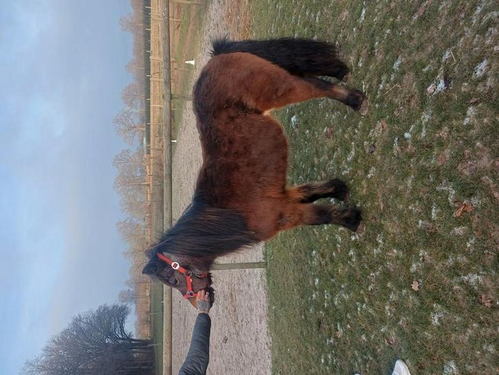 Super lieve  merrie, Dieren en Toebehoren, Pony's, Merrie, Gechipt