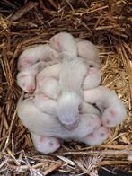Frettenpups, Dieren en Toebehoren
