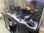 Juwel Rio 400 liter met meubel en inhoud, Dieren en Toebehoren, Ophalen, Gebruikt, Gevuld zoetwateraquarium