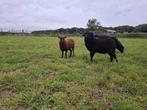 Ouessant 3 stuks : ooi '25, ram '25 en ooi '21, Schaap