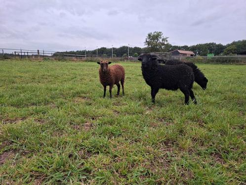 Ouessant 3 stuks : ooi '25, ram '25 en ooi '21, Dieren en Toebehoren, Schapen, Geiten en Varkens, Schaap
