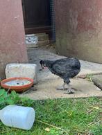 jonge haantje araucana met ..., Dieren en Toebehoren, Mannelijk, Kip