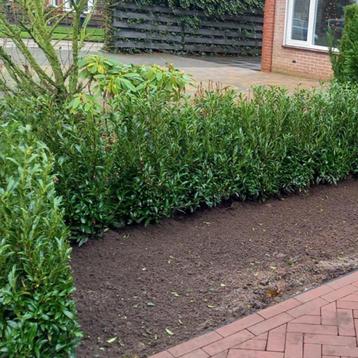 Prunus Sofia ,Caucasica en Rotundifolia beschikbaar voor biedingen