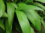 Curculigo Capitulata, En pot, Plante à fleurs, Moins de 100 cm, Enlèvement