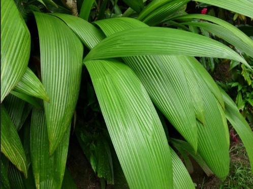 Curculigo Capitulata, Huis en Inrichting, Kamerplanten, Palm, Minder dan 100 cm, Bloeiende kamerplant, Halfschaduw, In pot, Ophalen