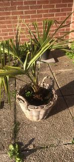 Mooie Palmboom, Tuin en Terras, Volle zon, Vaste plant, Zomer, Ophalen