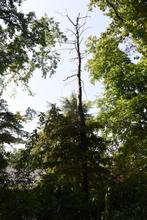 bomen voor brandhout, Tuin en Terras, Brandhout, 6 m³ of meer, Ophalen, Beukenhout, Stammen
