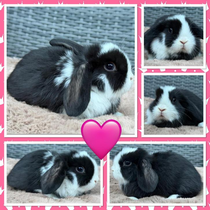 NHD Dwerg hangoor konijntjes rammetjes en voedstertjes, Dieren en Toebehoren, Konijnen, Dwerg, Meerdere dieren, 0 tot 2 jaar, Hangoor