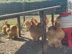 trio chochin groothoen buff, Dieren en Toebehoren, Pluimvee, Kip