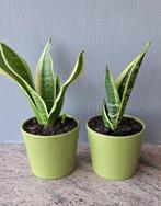 2 sanseverias in bloempot, Huis en Inrichting, Kamerplanten, Ophalen, Overige soorten, In pot, Minder dan 100 cm