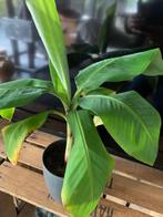 Bananenplant Musa Dwarf Cavendish, Ophalen