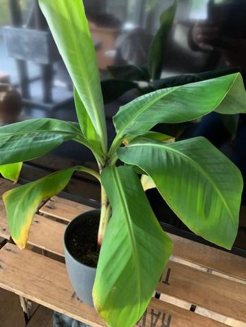Bananenplant Musa Dwarf Cavendish beschikbaar voor biedingen