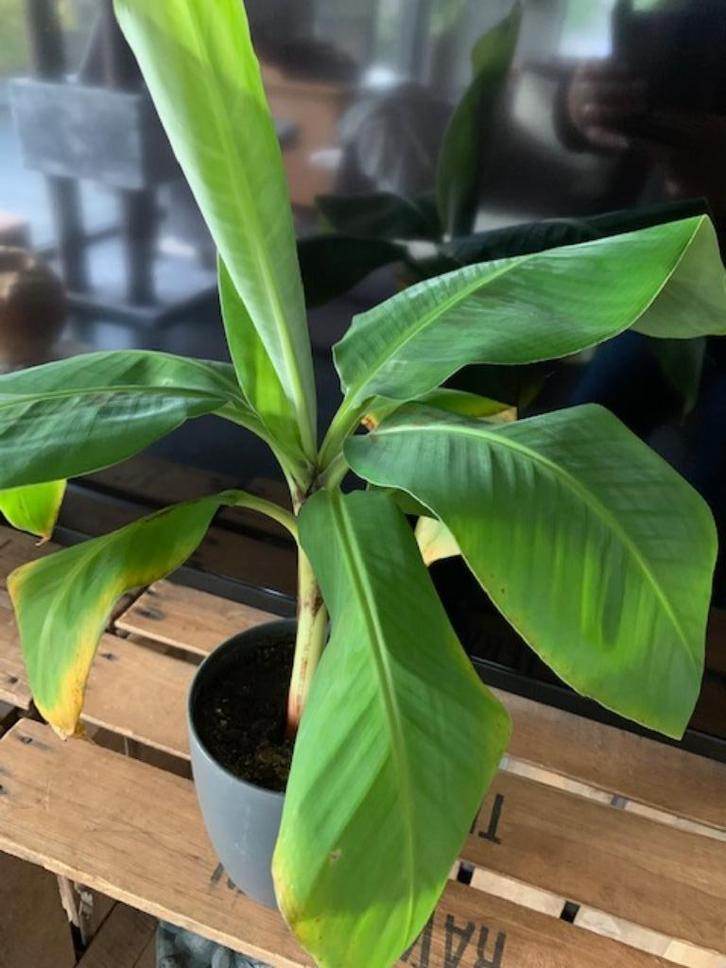 Bananenplant Musa Dwarf Cavendish, Huis en Inrichting, Kamerplanten, Ophalen