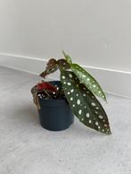 Stippenbegonia, Huis en Inrichting, Kamerplanten, Ophalen