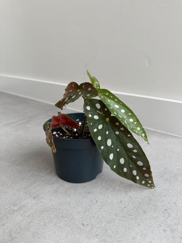 Stippenbegonia, Huis en Inrichting, Kamerplanten, Ophalen