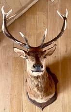 Belle tête de cerf en peluche plus grande, Enlèvement