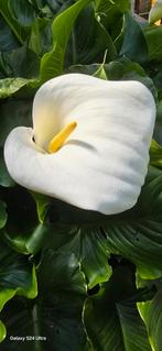 Zantedeschia aethiopica winterharde aronskelk, Tuin en Terras, Planten | Tuinplanten, Ophalen, Winter