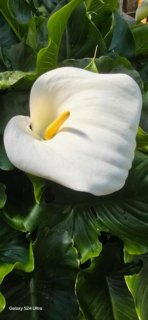 Zantedeschia aethiopica winterharde aronskelk, Tuin en Terras, Planten | Tuinplanten, Winter, Ophalen